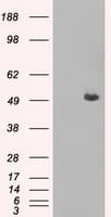 CD4 Antibody (clone OTI9B7)