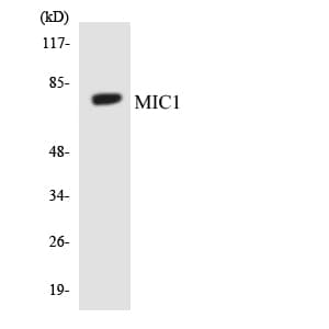 C18orf8 / MIC1; Antibody (aa567-616)