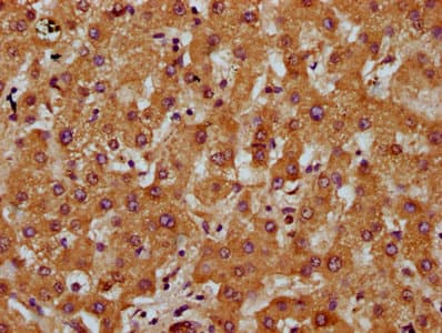 TM7SF4 / DC-STAMP Antibody