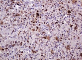 PCNA Antibody (clone OTI4B2)