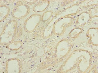 PILRB Antibody