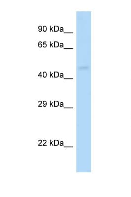 GABRP Antibody (aa40-89)