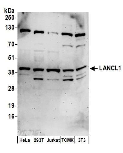 LANCL1 Antibody (aa349-399)