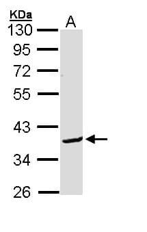 BCL2L12 Antibody (aa210-334)