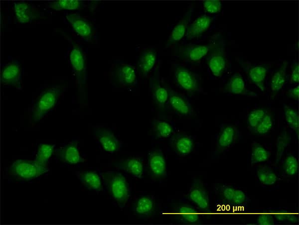 XAB2 Antibody (clone 1D1-1A9)