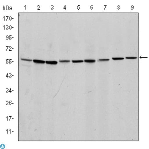 AIFM1 / AIF / PDCD8 Antibody