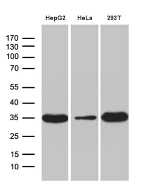 PYCR1 Antibody (aa1-319, clone OTI4F2, Carrier-free)