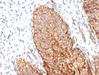THBD / CD141 / Thrombomodulin Antibody (clone THBD/1591, Azide-free, BSA-free)
