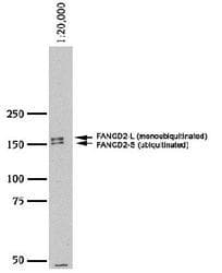 FANCD2 Antibody (N-Terminus, DY488)