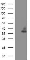 SYP / Synaptophysin Antibody (clone OTI3E2, Carrier-free)