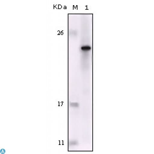 FES Antibody