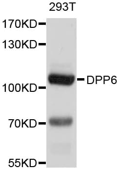DPP6 / Dipeptidylpeptidase 6 Antibody