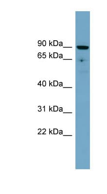 SLC26A9 Antibody (aa683-732)