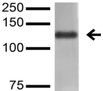 Monoclonal Mouse anti-Mouse Nlgn4l Antibody (clone S98-7, IF, WB)
