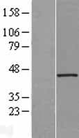 HAUS7 Protein (Over-Expression Lysate Myc-DDK (Flag))