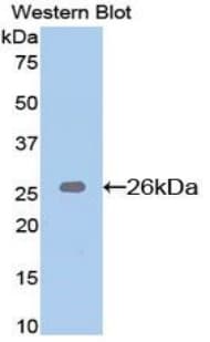 BID Antibody (aa1-195)
