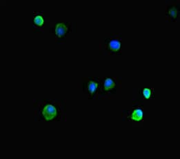 HIST1H1C Antibody