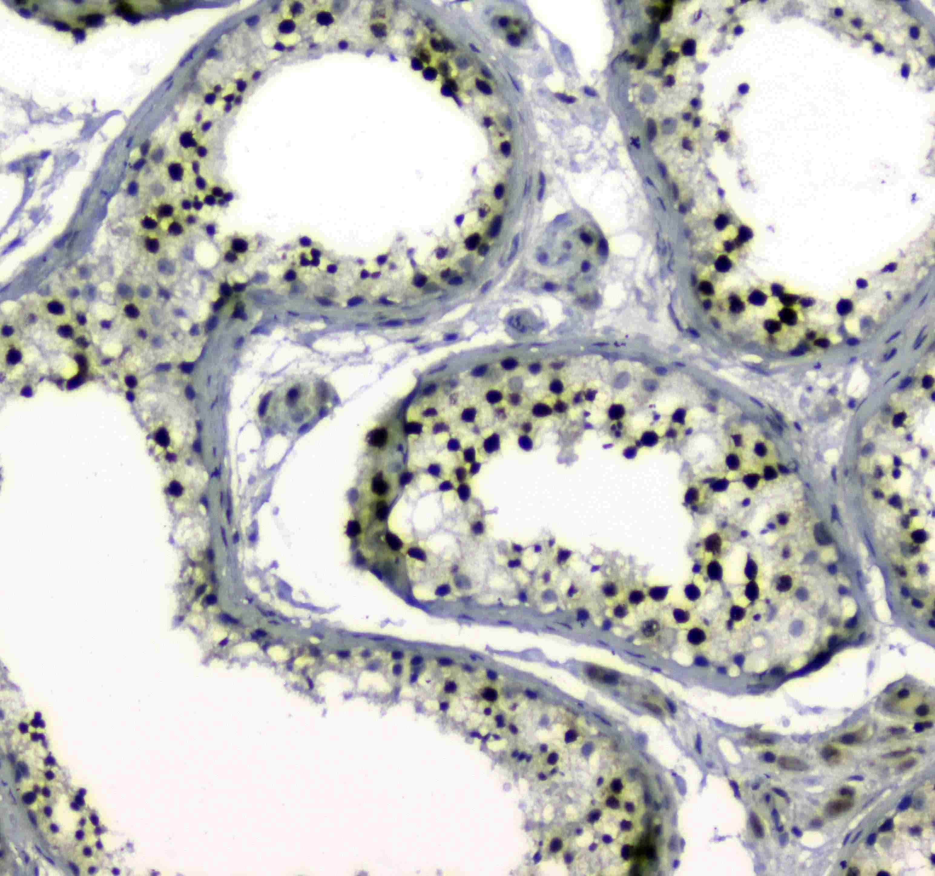 MDC1 Antibody