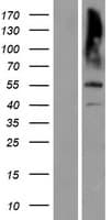 MATN3 / Matrilin 3 Protein (Over-Expression Lysate Myc-DDK (Flag))