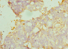 Polyclonal Rabbit anti-Human MANF / ARMET Antibody (aa25-182, IHC)