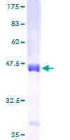 Human ZG16B Protein (Recombinant GST)