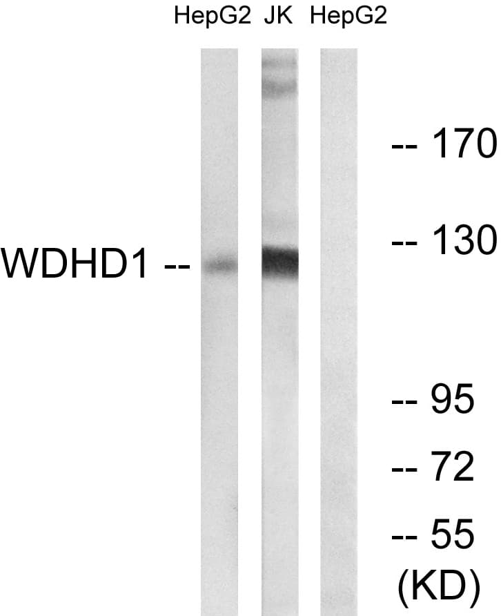 WDHD1 Antibody (aa721-770)