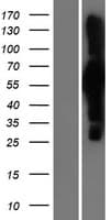 ANAPC7 / APC7 Protein (Over-Expression Lysate Myc-DDK (Flag))