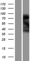 LMOD3 Protein (Over-Expression Lysate Myc-DDK (Flag))