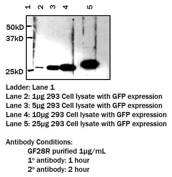 GFP Tag Antibody (N-Terminus, clone LGB-1)