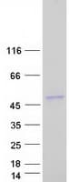 Human SIRPB2 Protein (Recombinant Myc-DDK (Flag))