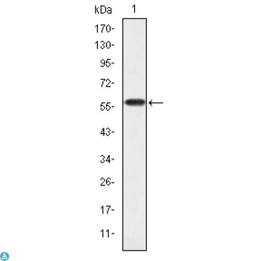 Monoclonal Mouse anti-Human CRKL Antibody (WB)
