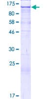 Human CLSTN2 / Calsyntenin 2 Protein (Recombinant GST)