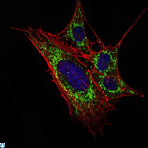 KLHL11 Antibody