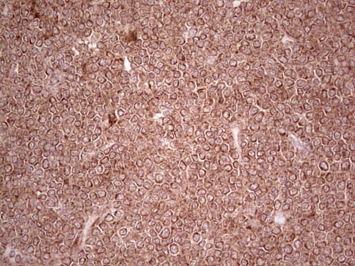 MTOR Antibody (aa1766-2144, clone 10B4, Carrier-free)