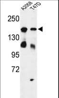 HDLBP / Vigilin Antibody (aa764-791)