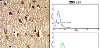 Polyclonal Rabbit anti-Human FOXO1 / FKHR Antibody (aa454-482, IHC, WB)
