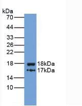 ITIH4 Antibody (aa29-157, PE)