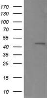 RNF39 Antibody (clone OTI5E10, Carrier-free)
