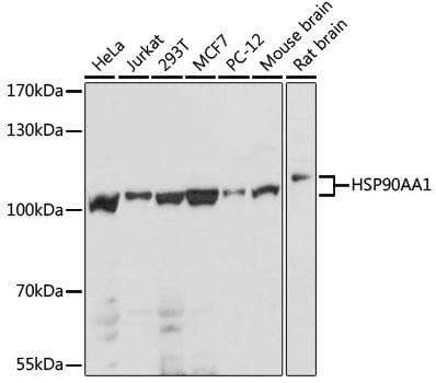 HSP90AA1 / Hsp90 Alpha A1 Antibody
