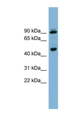 ATG18 / WIPI1 Antibody (aa359-408)