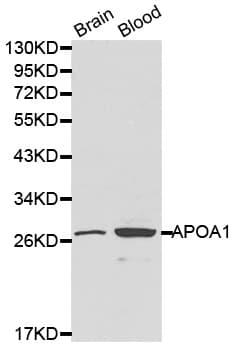 IHC-plus™ APOA1 / Apolipoprotein A 1 Antibody