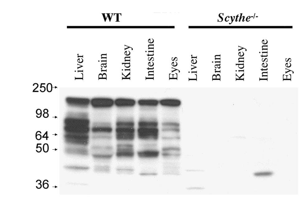 IHC-plus™ BAG6 / G3 / Scythe Antibody (C-Terminus)