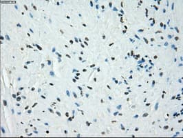 KDM4C / JMJD2C Antibody (clone OTI4B1)