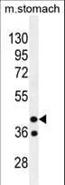 GIN1 Antibody (aa464-492)