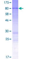 Human SOGA1 Protein (Recombinant GST)