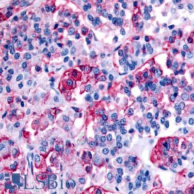 PathPlus™ Polyclonal Rabbit anti-Human NPBWR1 / GPR7 Antibody (Cytoplasmic Domain, IHC)