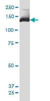PIK3R4 Antibody (clone 1B5)