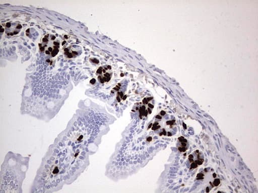 BrdU Antibody (clone 3B6)