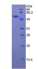 Human Apelin Protein (Recombinant His-MBP)