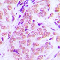 NFIA / Nuclear Factor 1 Antibody (N-Terminus)